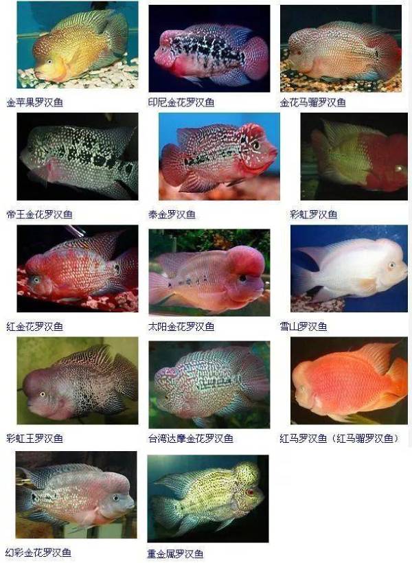 熱帶觀賞大全魚有哪些_熱帶觀賞魚大全_100種熱帶觀賞魚(上)