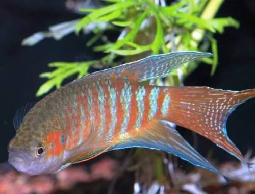 100種熱帶觀賞魚(上)_熱帶觀賞魚大全_熱帶觀賞大全魚有哪些